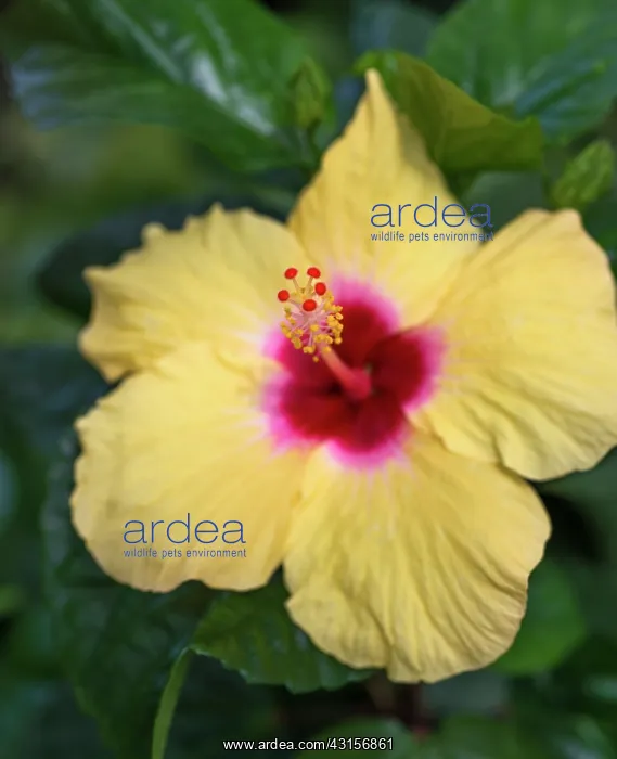 : Rose mallow, Hibiscus rosa-sinensis cultivar, Front : Rose mallow, Hibiscus rosa-sinensis cultivar, Front