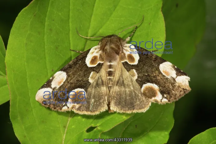 : Rose owl (Thyatira batis) on a leaf, Baden-Wurttemberg : Rose owl (Thyatira batis) on a leaf, Baden-Wurttemberg