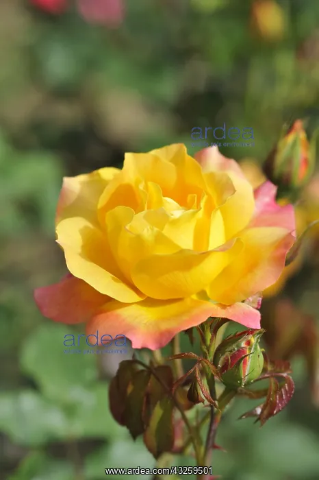: Rose Pareo in summer Ile-de-France France : Rose Pareo in summer Ile-de-France France