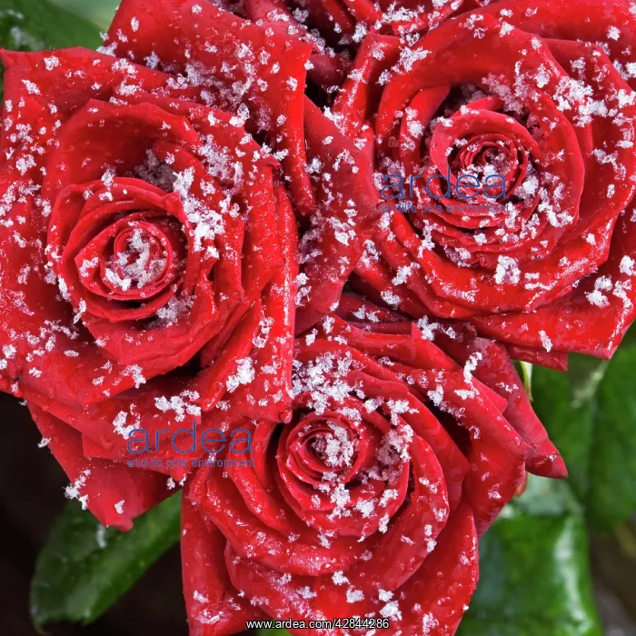  : Rose petals - in snow