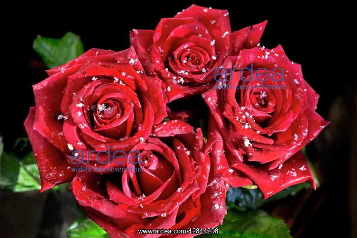  : Rose petals - in snow