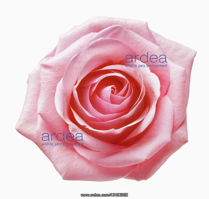 : Rose, a pink Rosa, Close view from overhead of a : Rose, a pink Rosa, Close view from overhead of a