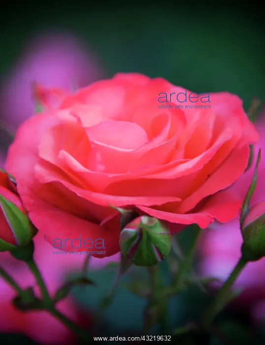 : Rose from the Portland Rose Garden, Portland : Rose from the Portland Rose Garden, Portland
