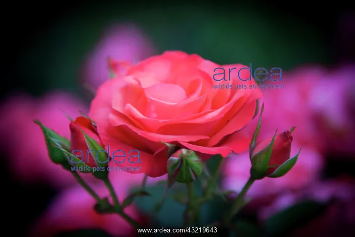 : Rose from the Portland Rose Garden, Portland : Rose from the Portland Rose Garden, Portland