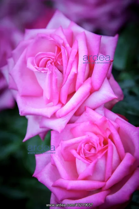 : Rose from the Portland Rose Garden, Portland : Rose from the Portland Rose Garden, Portland