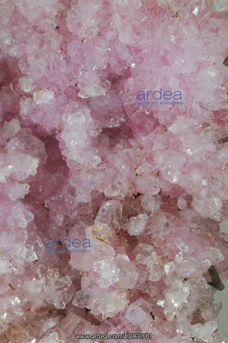 : Rose Quartz : Rose Quartz
