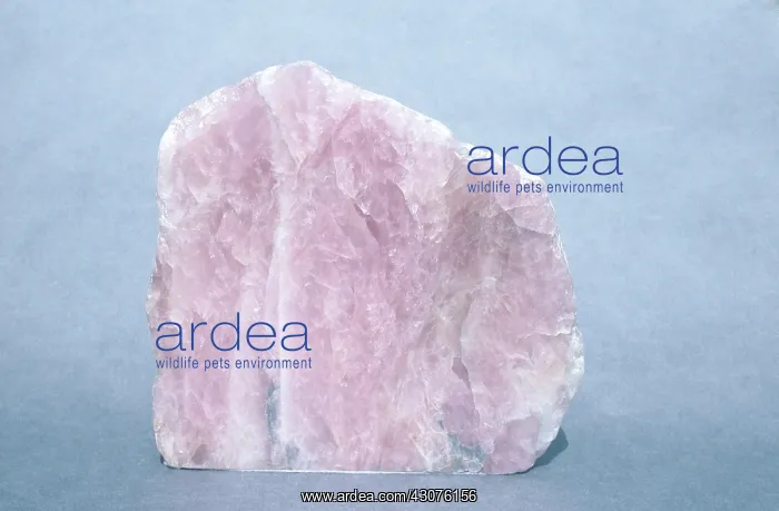 : Rose Quartz : Rose Quartz