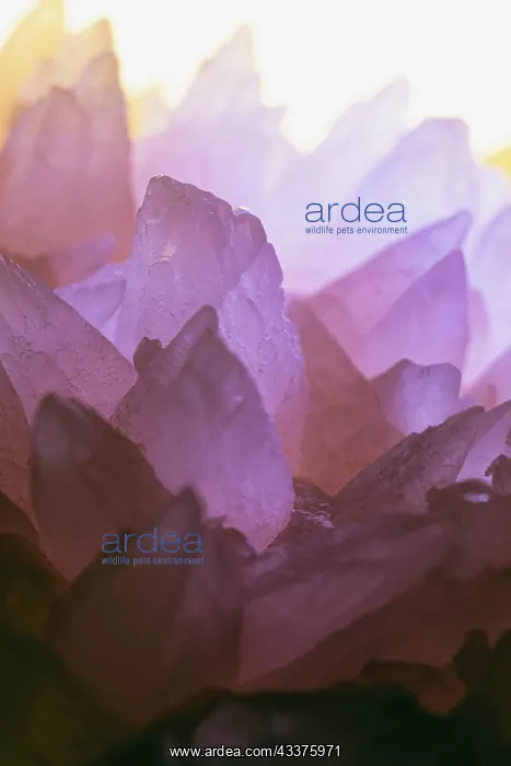 : Rose Quartz : Rose Quartz