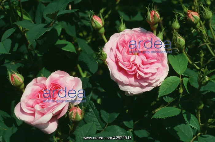 : Rose - Queen of Denmark : Rose - Queen of Denmark