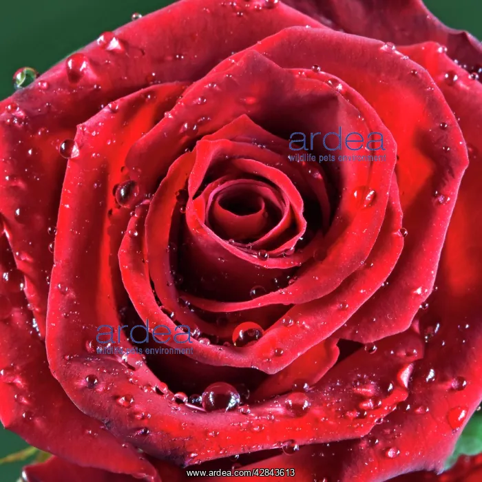 : Rose - with raindrops : Rose - with raindrops