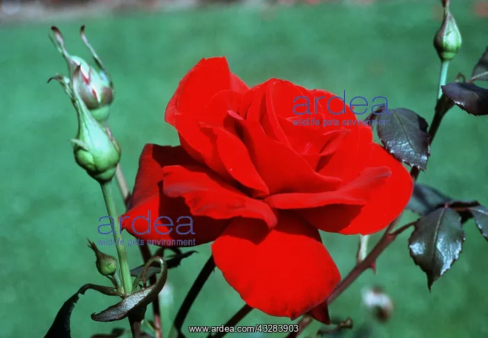 : ROSE - Red, Sir John A. MacDonald - Hybrid Tea : ROSE - Red, Sir John A. MacDonald - Hybrid Tea