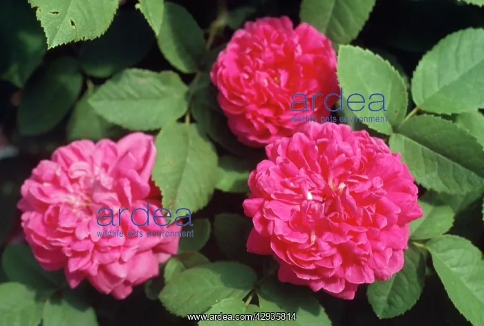  : Rose de Rescht
