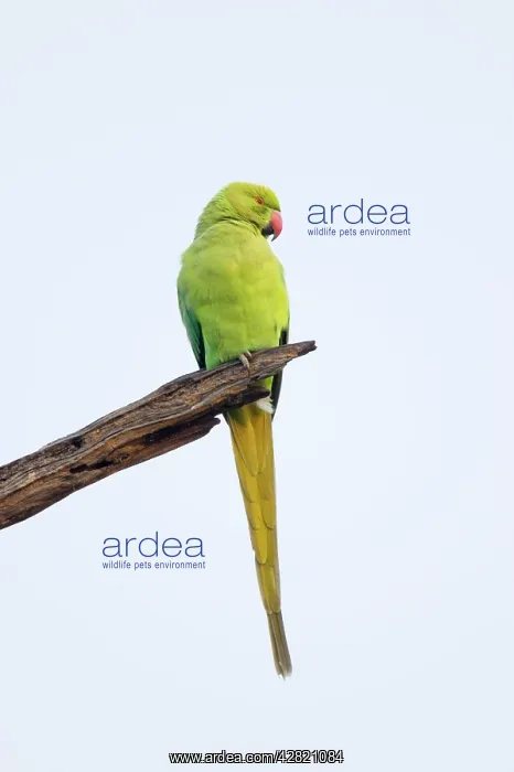 : Rose-Ringed Parakeet : Rose-Ringed Parakeet