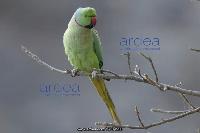 : Rose-ringed Parakeet : Rose-ringed Parakeet