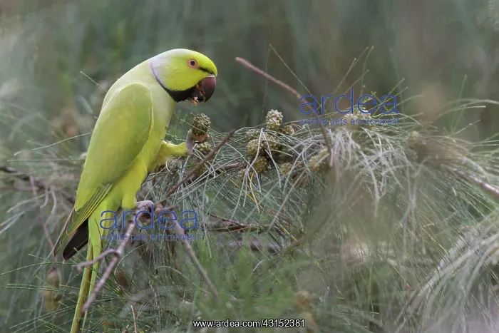 : Rose-ringed Parakeet : Rose-ringed Parakeet