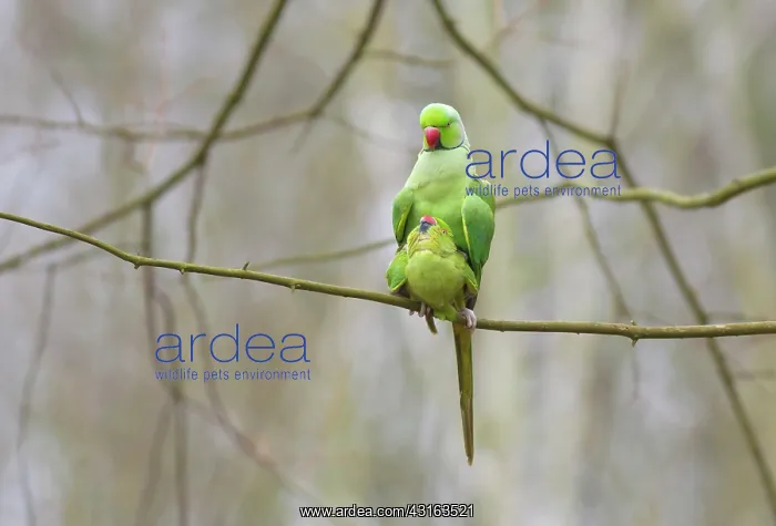 : Rose-ringed Parakeet : Rose-ringed Parakeet