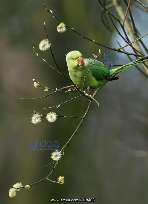 : Rose-ringed Parakeet : Rose-ringed Parakeet
