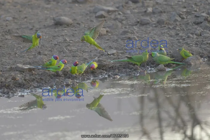 : Rose-ringed Parakeet : Rose-ringed Parakeet