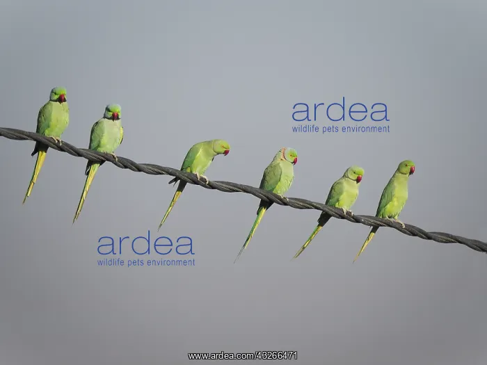 : Rose-Ringed Parakeet - on cable Psittacula krameri : Rose-Ringed Parakeet - on cable Psittacula krameri