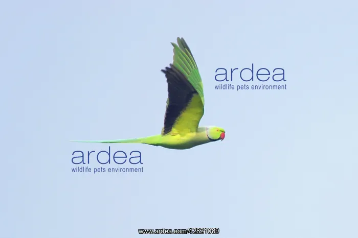 : Rose-Ringed Parakeet - in flight : Rose-Ringed Parakeet - in flight