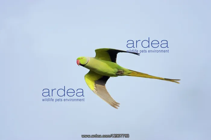 : Rose-Ringed Parakeet - in flight : Rose-Ringed Parakeet - in flight