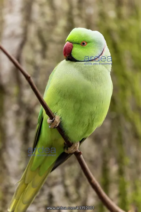 : Rose-ringed parakeet (Psittacula krameri) on a branch : Rose-ringed parakeet (Psittacula krameri) on a branch