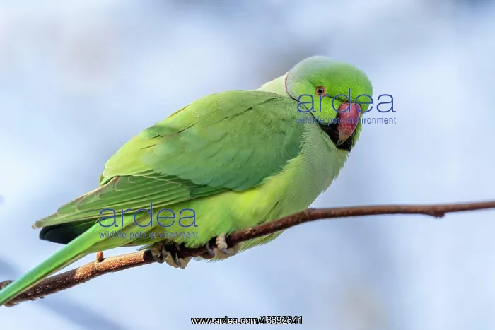 : Rose-ringed parakeet (Psittacula krameri) on a branch : Rose-ringed parakeet (Psittacula krameri) on a branch