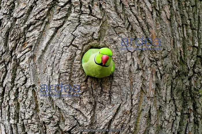 : Rose-ringed parakeet (Psittacula krameri) looking : Rose-ringed parakeet (Psittacula krameri) looking