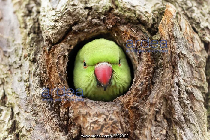 : Rose-ringed parakeet (Psittacula krameri) looking : Rose-ringed parakeet (Psittacula krameri) looking
