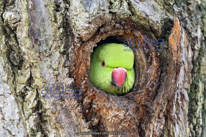 : Rose-ringed parakeet (Psittacula krameri) looking : Rose-ringed parakeet (Psittacula krameri) looking