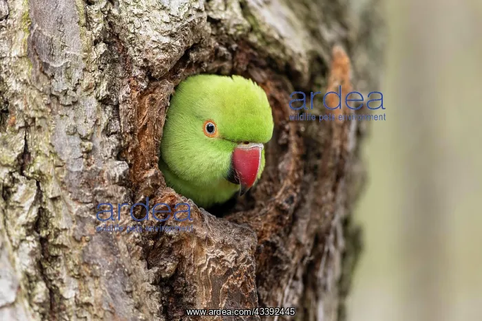 : Rose-ringed parakeet (Psittacula krameri) looking : Rose-ringed parakeet (Psittacula krameri) looking