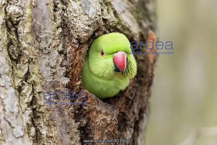 : Rose-ringed parakeet (Psittacula krameri) looking : Rose-ringed parakeet (Psittacula krameri) looking