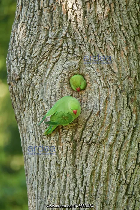 : Rose-ringed parakeet (Psittacula krameri), pair : Rose-ringed parakeet (Psittacula krameri), pair