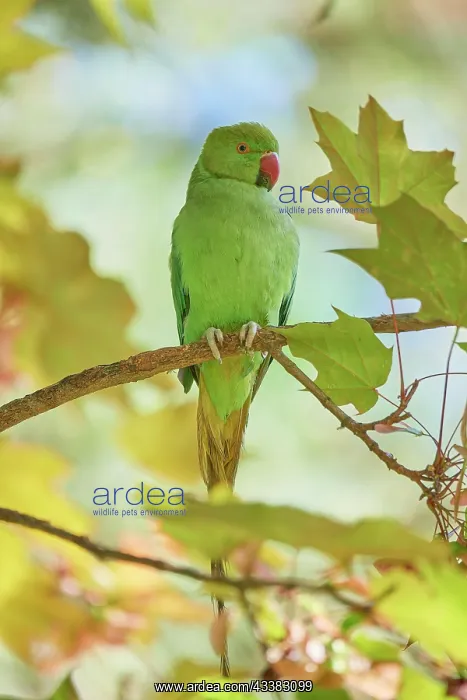 : Rose-ringed parakeet (Psittacula krameri), sitting : Rose-ringed parakeet (Psittacula krameri), sitting