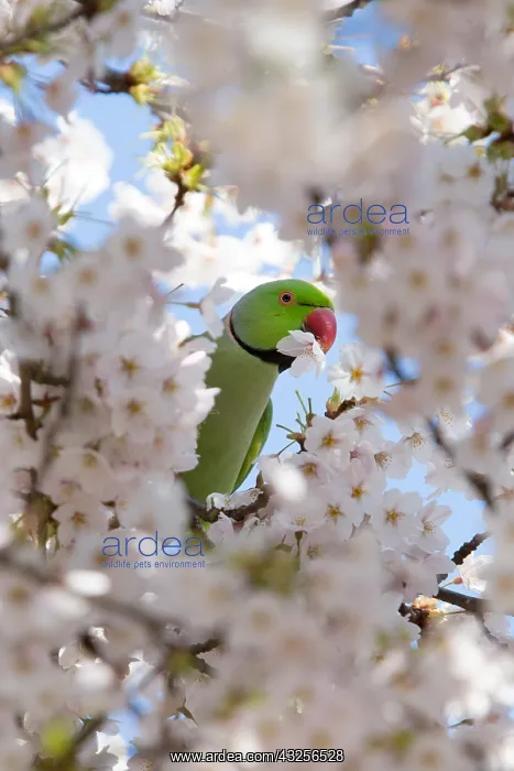 : Rose-ringed parakeet or Ring-necked parakeet (P : Rose-ringed parakeet or Ring-necked parakeet (P