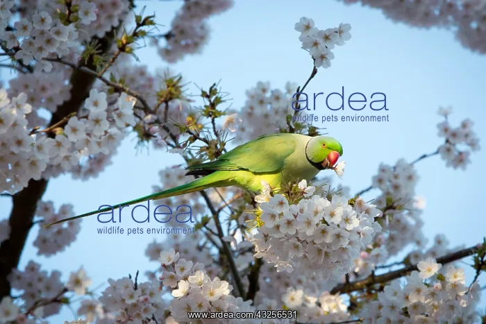  : Rose-ringed parakeet or Ring-necked parakeet (P