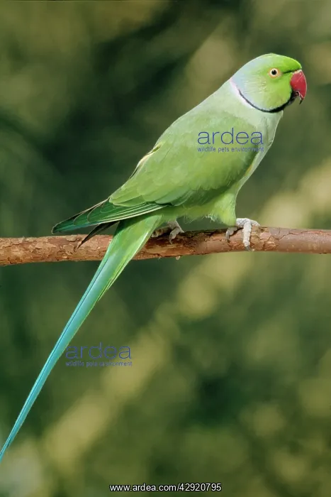 : Rose-Ringed / Ring-necked / Indian ring-necked : Rose-Ringed / Ring-necked / Indian ring-necked