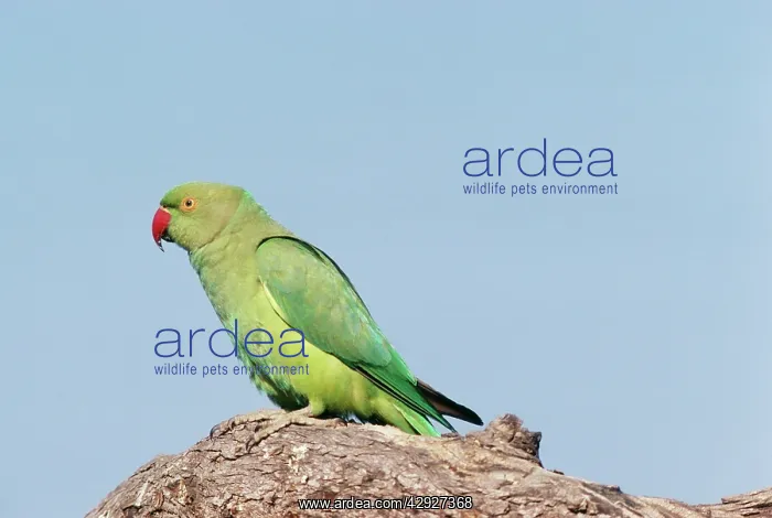 : Rose-ringed / Ring-necked Parakeet : Rose-ringed / Ring-necked Parakeet