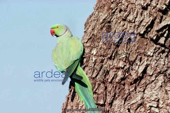: Rose-ringed / Ring-necked Parakeet : Rose-ringed / Ring-necked Parakeet