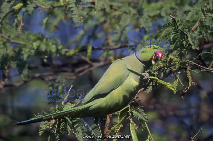 : Rose-ringed / Ring-necked Parakeet - Feeding : Rose-ringed / Ring-necked Parakeet - Feeding