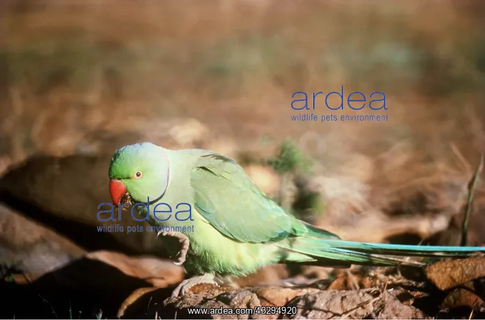 : ROSE-RINGED / Ring-necked PARAKEET - on ground : ROSE-RINGED / Ring-necked PARAKEET - on ground