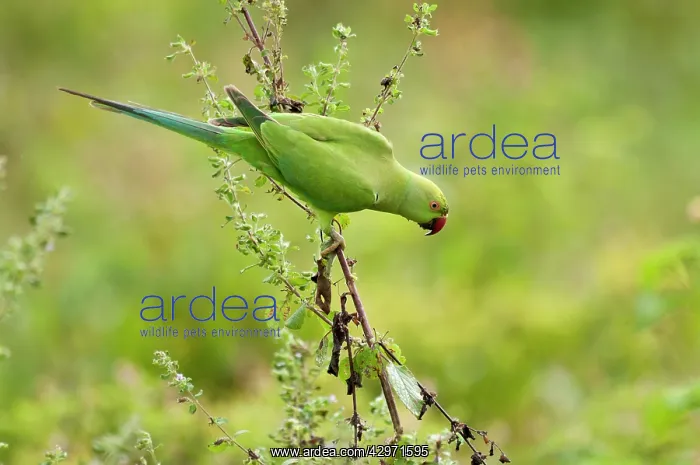  : Rose-ringed  /  Ring-necked Parakeet - looking down