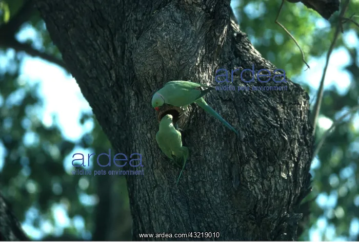 : Rose-ringed / Ring-necked Parakeet - pair at next hole : Rose-ringed / Ring-necked Parakeet - pair at next hole