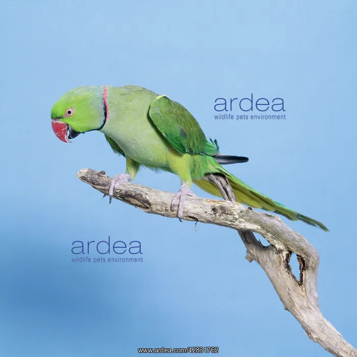 : ROSE-RINGED / Ring-necked PARAKEET - on perch : ROSE-RINGED / Ring-necked PARAKEET - on perch