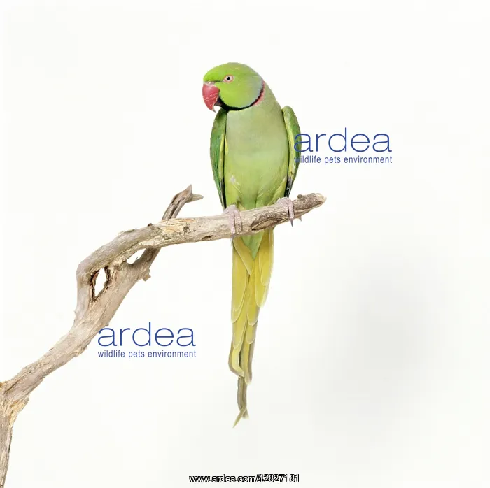 : Rose-Ringed / Ring-Necked PARAKEET - perched on branch : Rose-Ringed / Ring-Necked PARAKEET - perched on branch