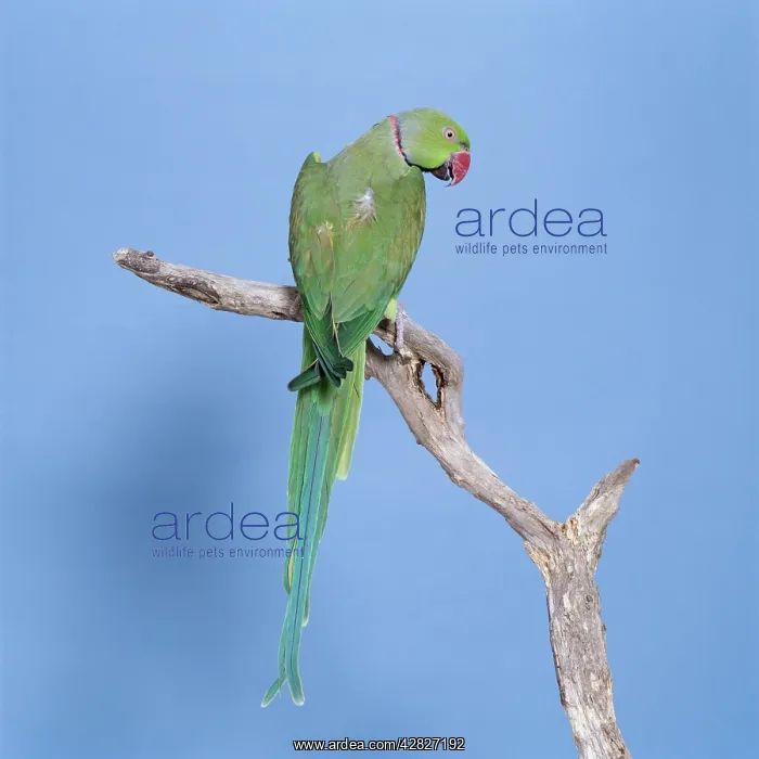 : Rose-Ringed / Ring-Necked PARAKEET - perched on branch : Rose-Ringed / Ring-Necked PARAKEET - perched on branch