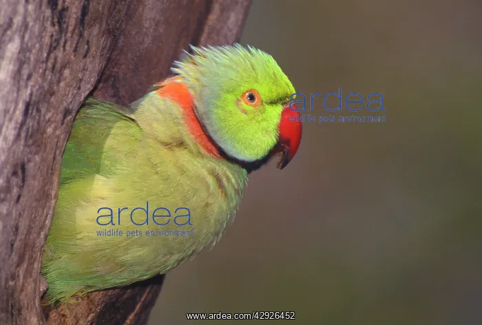 : Rose-ringed / Ring-necked Parakeet - in tree : Rose-ringed / Ring-necked Parakeet - in tree