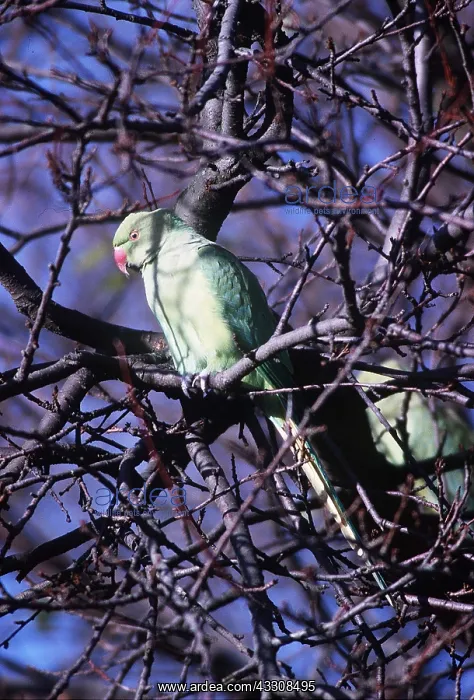: ROSE-RINGED / Ring-necked PARAKEET - IN TREE : ROSE-RINGED / Ring-necked PARAKEET - IN TREE