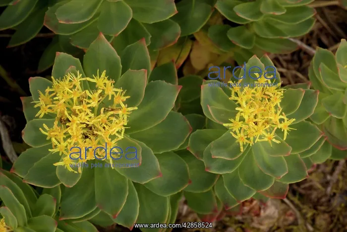  : Rose-root (Rhodiola rosea). Scotland, UK