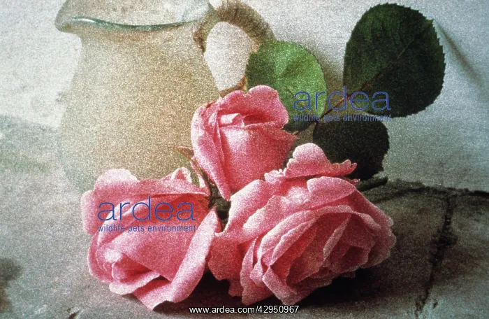 : Rose, Rosa : Rose, Rosa